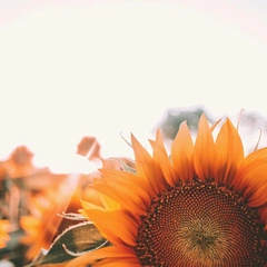 Groove in the Daylight