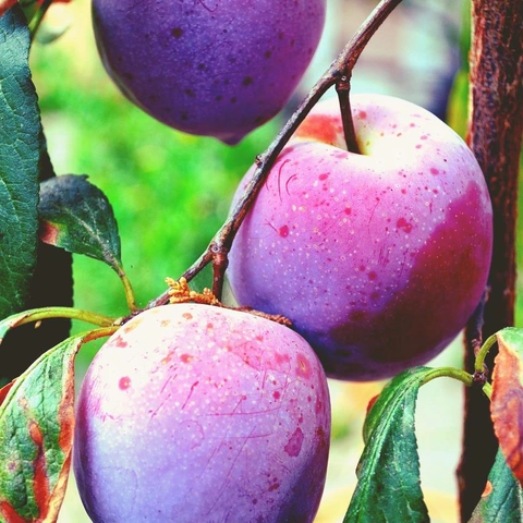 Cover art for Whistle with the Windows Open