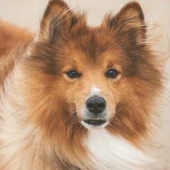 Sunrise On the Dashboard