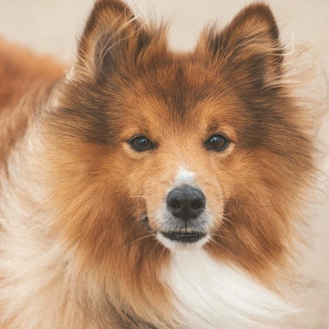 Sunrise On the Dashboardのジャケット画像