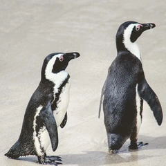 Clumsy Detective Stroll