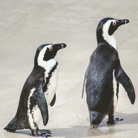 Pochette pour Clumsy Detective Stroll