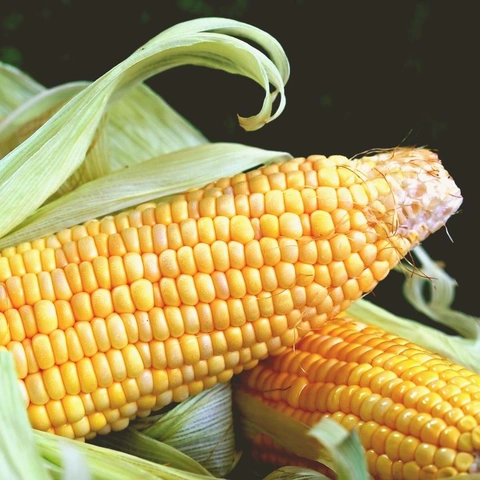 Cover art for Here Comes The Smile