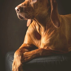 Ashes on the Wooden Floor