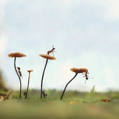 Backyard Ukulele Circus