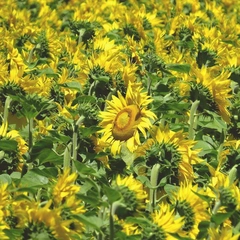 Dusty Porch Serenade