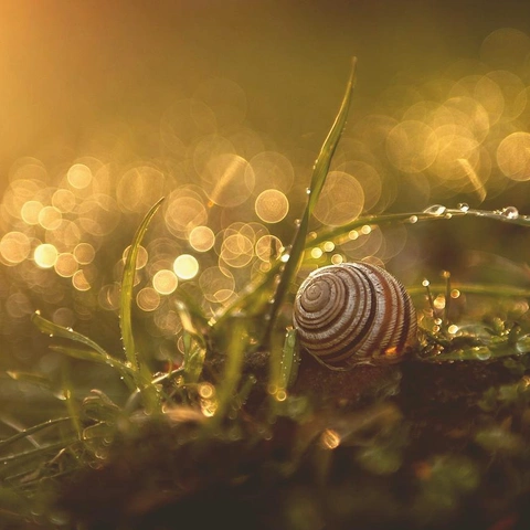 Cover art for unending Vows