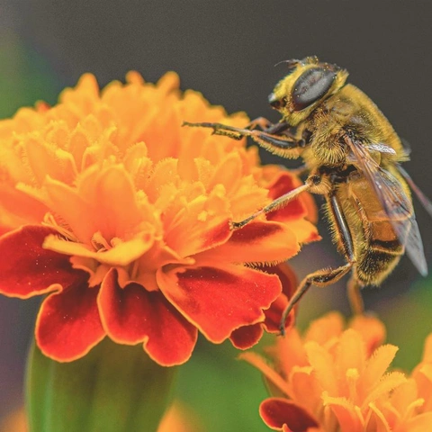 Coverbild für Little Lights Rising