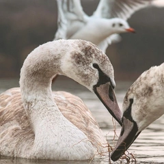 The Dream Weaver's Loom