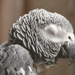 Cover art for Willow Whisper