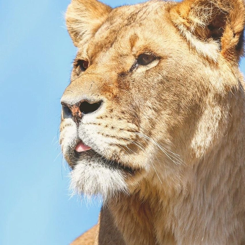 Crown of the Endless Stormのジャケット画像