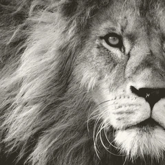 Eternal Vows in Bloom