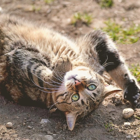 Sunny Vibesのジャケット画像