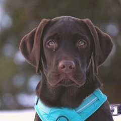 Little Lemonade Morning