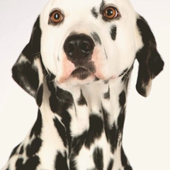 Rise of the Champions