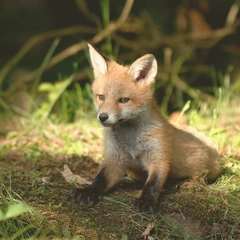 Clarinet in a Quiet Garden