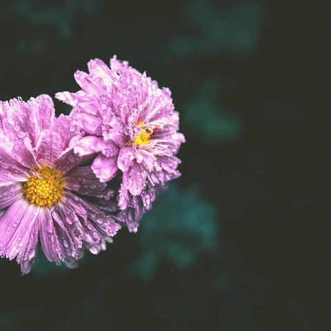 Pochette pour Crystal Fountain