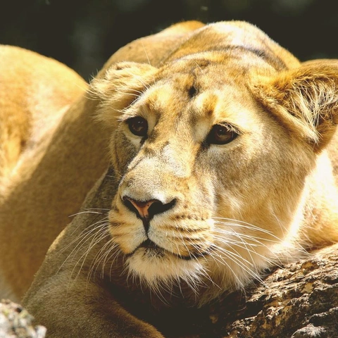 Coverbild für Chant of the Titans