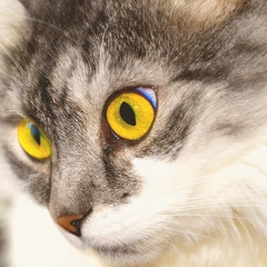 Harder Faster Pixel Stronger