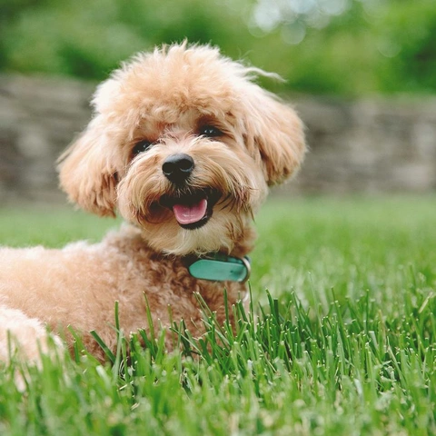 Cover art for Van Window View