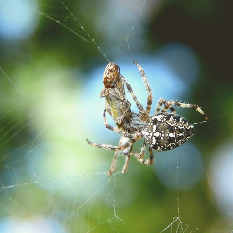 Pochette pour Chase Through Neon Echoes