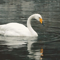 Sleepless in the Small Hours