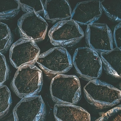 Cover art for Bright Logic