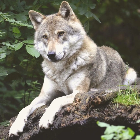 Piston Overdriveのジャケット画像