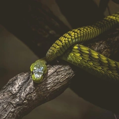 A Grand and Terrible Purpose