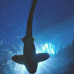 Relentless Onslaught