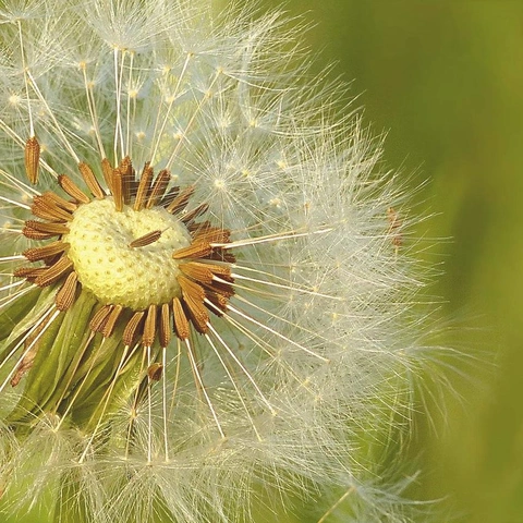 Portada para Chill Feel