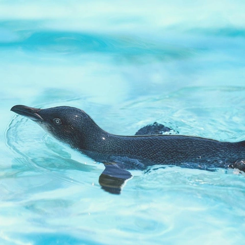 Cover art for Blue Pixel Monday