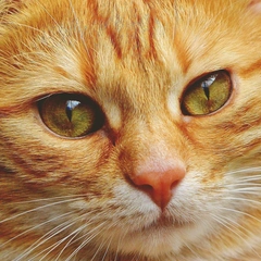 Tiptoe in the Toy Box