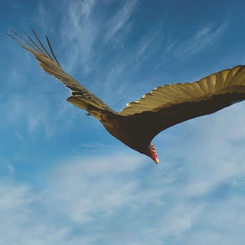 Crystal Cavernsのジャケット画像