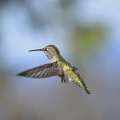 Voices of Soft Light