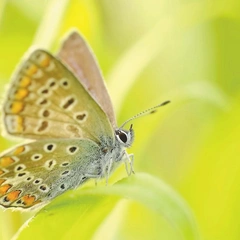 Shimmering Lines of Dawn