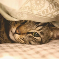 Cover art for Starlight Toy Box