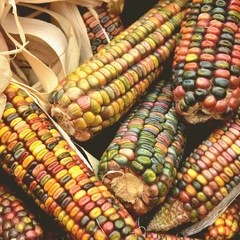 Barnyard Sprint Suite