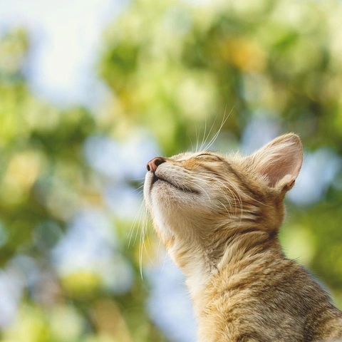 Coverbild für Twinkling Holiday Cartoon