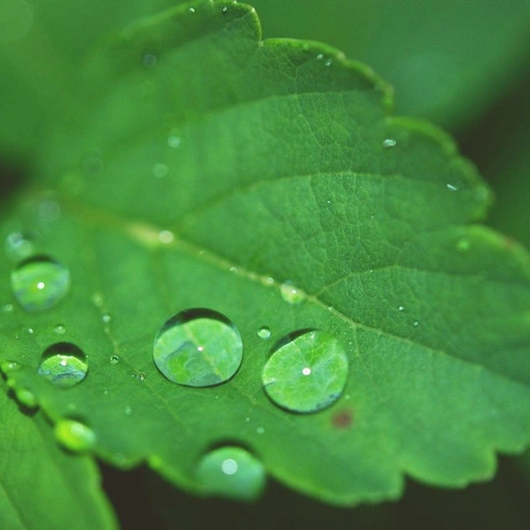 Cover art for Piano for a Gentle Dawn