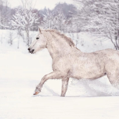 Majestic Ascentのジャケット画像