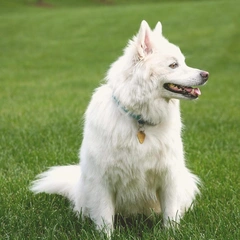 Whistling On The Bright Side