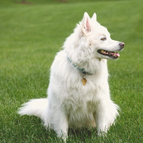 Cover art for Whistling On The Bright Side