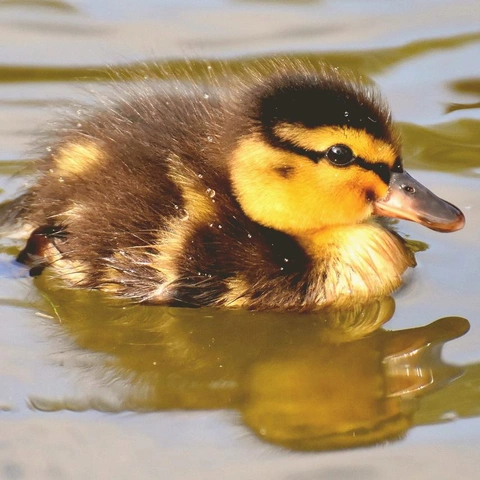 Cover art for Little Laughter Lullaby