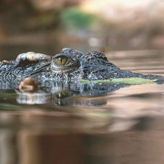 Cover art for Unseen Rupture