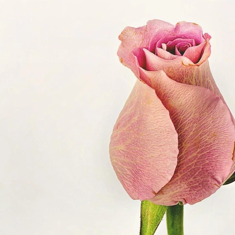 Pochette pour A Patchwork of Dreams