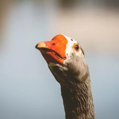 Woodwind Hide and Seek