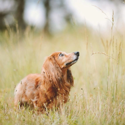 Cover art for Tiptoe Shenanigans