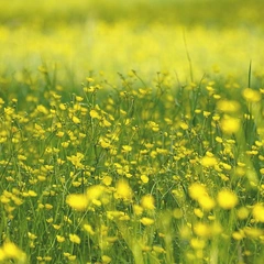 Over the Sunny Rainbow