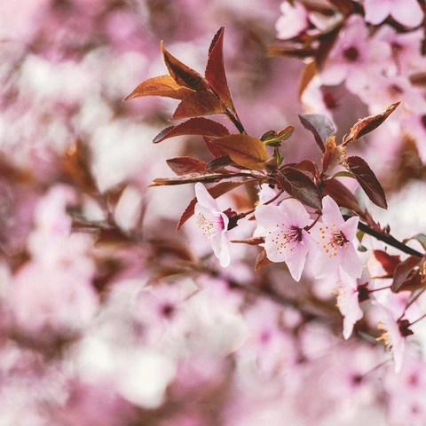 Coverbild für Fireside Reverie